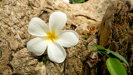 Plumeria Alba White and Yellow Flowers with bark tree Background under Day light
