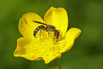 Closeup on the large scissor bee, Chelostoma florisomne, in it's host plant a yellow buttercup flower