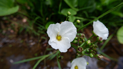 Cute little white flower tender yellow pollen of Echinodorus Cordifolius, Ornamental aquatic plants with nature background