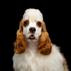 Funny Portrait of American Cocker Spaniel dog Surprise Looking at camera isolated on Black Background