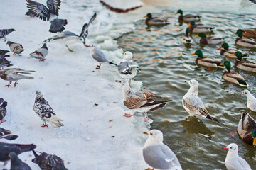 Feeding seagulls and pigeons on the lake in winter.