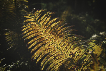 Yellow green fern leaf at autumn time with autumn light. Fern leaf in foreground