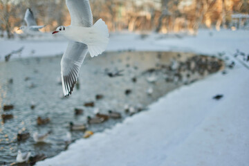 Seagulls fly in winter, near the lake.