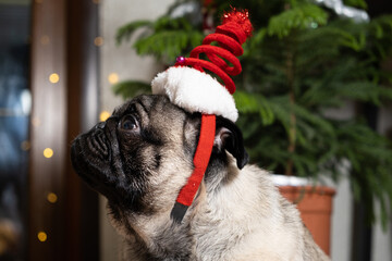 A dreamy pug in a Christmas hat looks to the side thinking. Christmas, New Year and Dog, Dogs, Pets