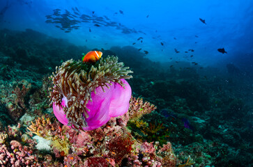 Fototapeta na wymiar Underwater world, anemones.