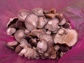 fresh, delicious and valuable thorn mushrooms collected in nature