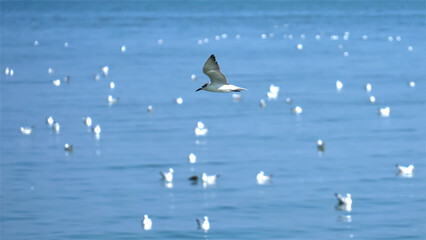 Seagull flying on the ocean. blurred many seagulls landscape