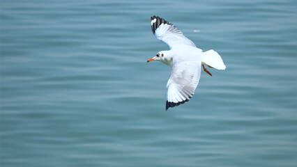 selective focus, Beautiful Seagull flying on the ocean.