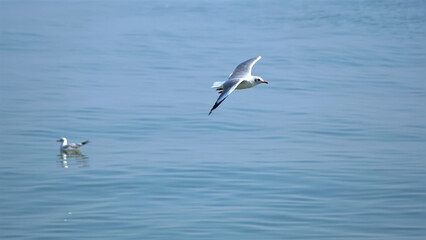 Seagull flying over the ocean. blurred seagull swimming on water