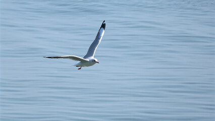 Fototapeta na wymiar Seagull landing on the ocean.