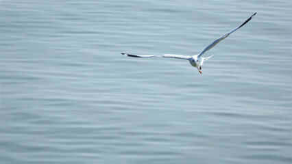 Big seagull with wide wings flies free over the water of ocean landscape.