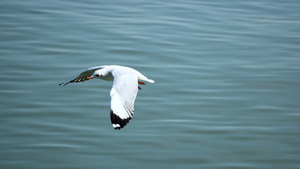 Fototapeta na wymiar Seagull flying and looking some food over the sea.
