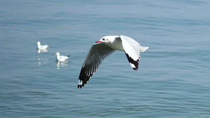 Seagull flying over the ocean with blurred couple seagulls background.