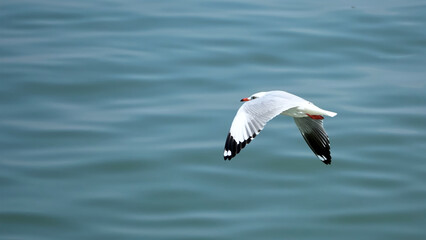 Seagull flying above over the green sea.