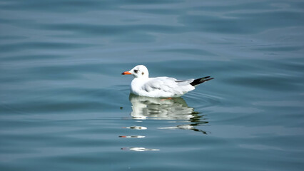 Seagull swimming in blue water and looking some food.