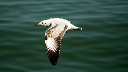closeup, Seagull flying over the ocean.