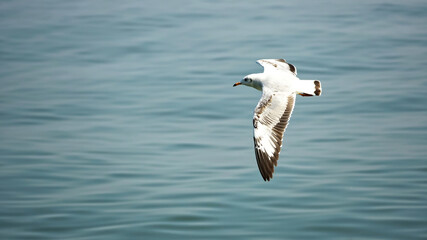 Big seagull with wide wings flies free over the water of ocean landscape.