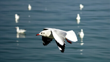Seagull flying on the ocean. blurred many seagulls landscape