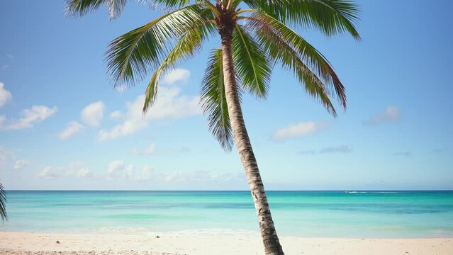 Landscape of a coconut palm against the background of transparent waves of the Caribbean. Summer on the tropical beach of Dominican Republic. Holidays on a paradise island. Relaxing on white sand.