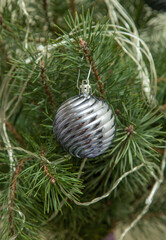 Fototapeta na wymiar A glass ball hangs on a Christmas tree. New Year's celebration.