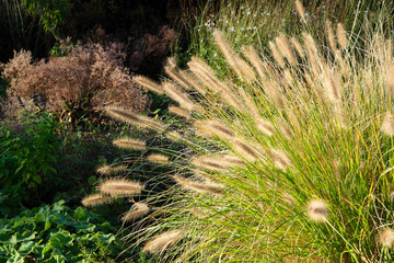 A clump of flowering ornamental grass or pennisetum alopecuroides in an autumn garden.