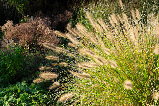 A clump of flowering ornamental grass or pennisetum alopecuroides in an autumn garden.