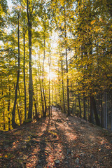 Obraz premium Orange and yellow warm sun illuminates the orange-red forest and forest path. Domasinsky meander, Zilinsky region, Slovakia. Autumn colourful forest. October and november