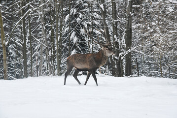 Portrait of a deer in winter in natural terrain.