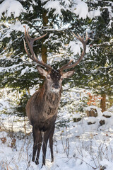Naklejka na ściany i meble Portrait of a deer in winter in natural terrain.