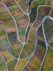Aerial wineyard