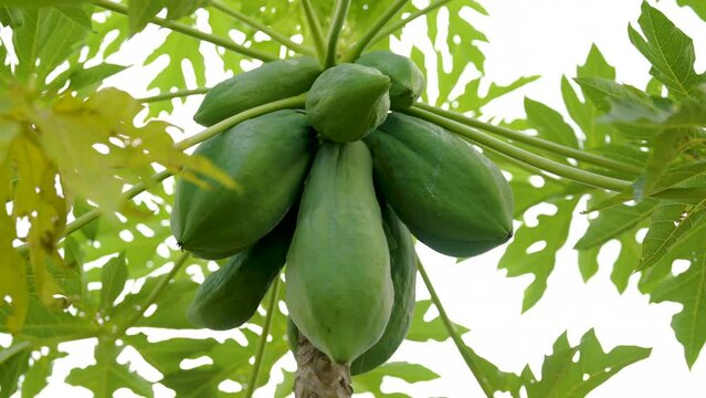 4K, close-up of many papayas on the fruit tree, still green, not suitable for eating, but can be used to make papaya salad, a traditional Thai dish. and used as an ingredient in savory dishes.