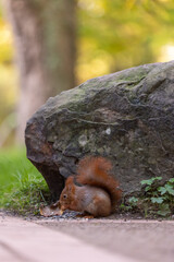 Squirrel eating seeds