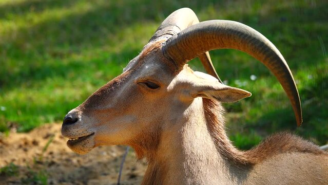 munching libyan barbary sheep (ammotragus lervia fassini) in wild.. slow motion