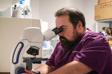Naklejka na ściany i meble Veterinarian in the laboratory looking at samples through the microscope.