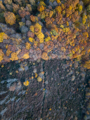 aerial forest autumn