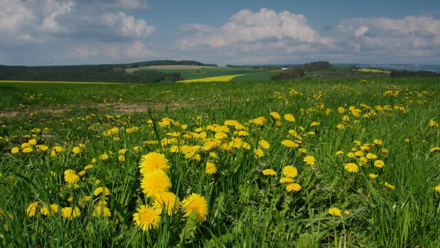 Vogtland Feld im Fr&uuml;hling