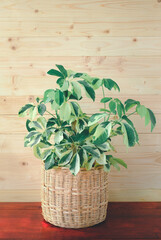 Variegated Octopus Tree or Umbrella Tree (Schefflera Actinophylla, Schefflera Arboricola) in wicker pot on wood table. House plant for office or modern home interior decoration on oak wall background
