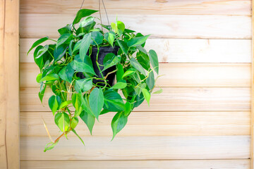 Philodendron Brasil (Philodendron Hederaceum Scandens Brasil) hang on wooden wall. Tropical creeper...
