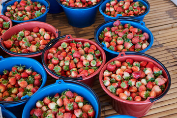 Fresh ripe strawberries in plastic bucket