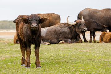Naklejka na ściany i meble Domestic water buffalo in the Reserve in a national park