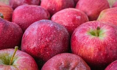 Red ripe apples in water drops, close-up, seasonal farm products, fruit harvest, organic products in the store, idea for a background