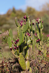 cactus in desert