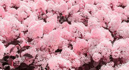 Annabelle Hydrangea pink flowers Hydrangea macrophylla blooms close up bushes Hydrangea arborescens blossoms gardening toned Viva Magenta trendy color