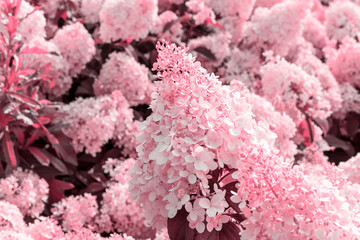 Annabelle Hydrangea pink flowers Hydrangea macrophylla blooms close up bushes Hydrangea arborescens...