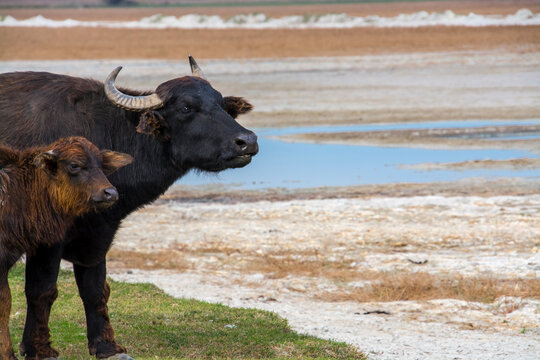Domestic water buffalo in the Reserve in a national park