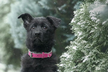 Zimowy portret szczeniaka, czarny owczarek niemiecki