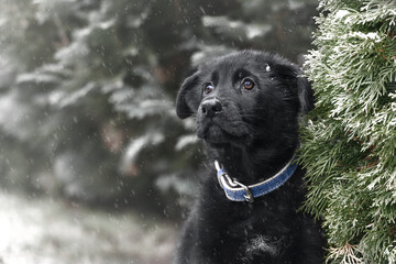 Zimowy portret szczeniaka, czarny owczarek niemiecki