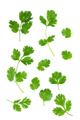 Parsley herb isolated on white background. With clipping path. Full depth of field. Focus stacking
