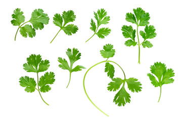 Parsley herb isolated on white background. With clipping path. Full depth of field. Focus stacking - obrazy, fototapety, plakaty