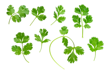 Parsley herb isolated on white background. With clipping path. Full depth of field. Focus stacking